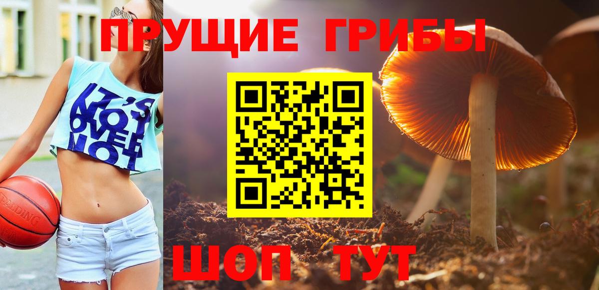 Псилоцибиновые грибы Psilocybe Лысьва